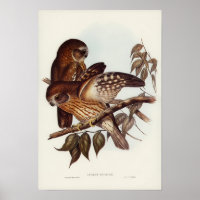 Illustration vintage Owl