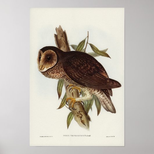 Poster Illustration vintage Owl (Devant)