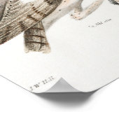 Poster Illustration vintage Owl (Coin)