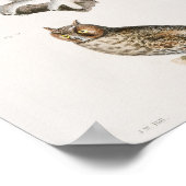 Poster Illustration vintage Owl (Coin)