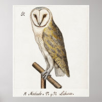 Illustration vintage Owl