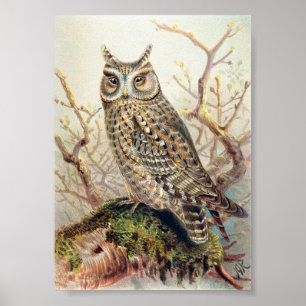 Poster Illustration vintage Owl