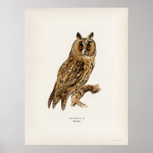 Poster Illustration vintage Owl (Devant)