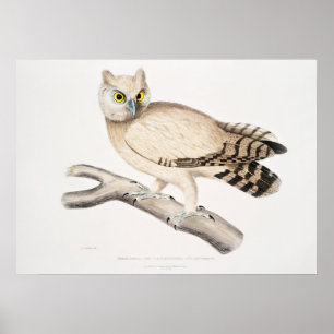 Poster Illustration vintage Owl