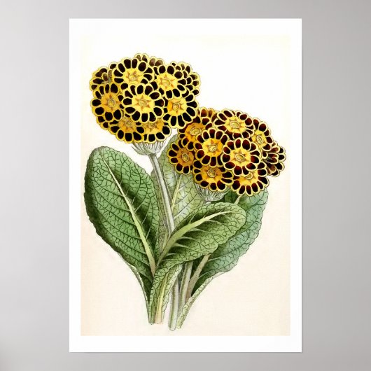 Poster Illustration Vintage "Polyanthus" (Devant)