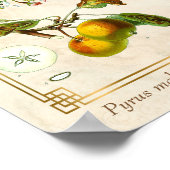 Poster Illustration vintage Pomme Fruit Botanique Floral (Coin)