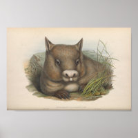Illustration vintage Wombat