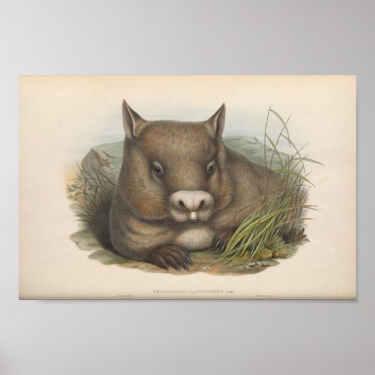 Poster Illustration vintage Wombat (Devant)