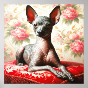 Poster Illustration vintage Xoloitzcuintle