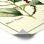 Poster Illustrations botaniques vintage Chili Peppers (Coin)