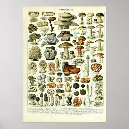 Poster Illustrations de champignons vintages par Adolphe  (Devant)