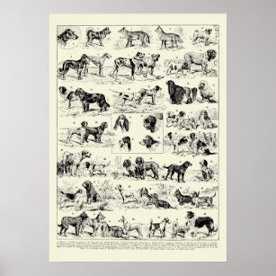 Poster Illustrations de races de chiens vintages par Adol