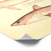 Poster Illustrations de requins vintages (Coin)