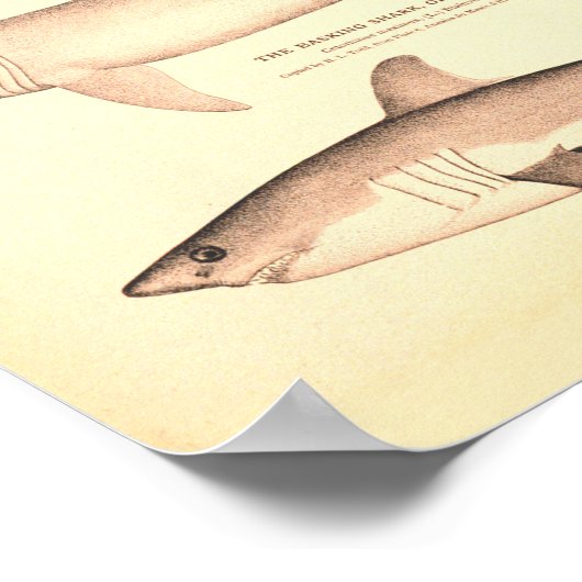 Poster Illustrations de requins vintages (Coin)