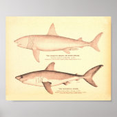 Poster Illustrations de requins vintages (Devant)