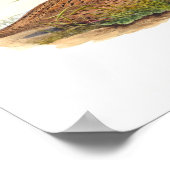 Poster Illustrations d'oiseaux de caille de montagne (Coin)