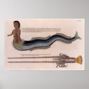 Poster Illustrations d'une sirène et d'un homard