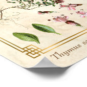 Poster Illustrations vintages de plantes sauvages Thyme B (Coin)