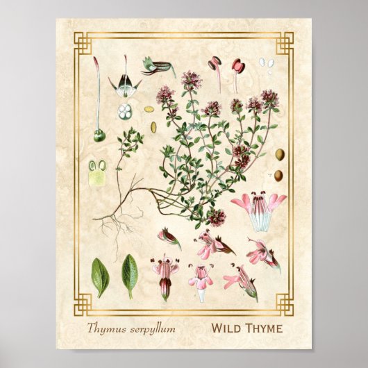 Poster Illustrations vintages de plantes sauvages Thyme B (Devant)