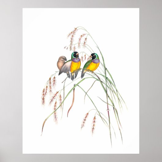 Poster Illustrations Vintages d'Oiseaux de Gouldian Finch (Devant)