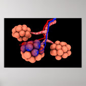 Poster Image Conceptuelle D'Alveoli 3 (Devant)