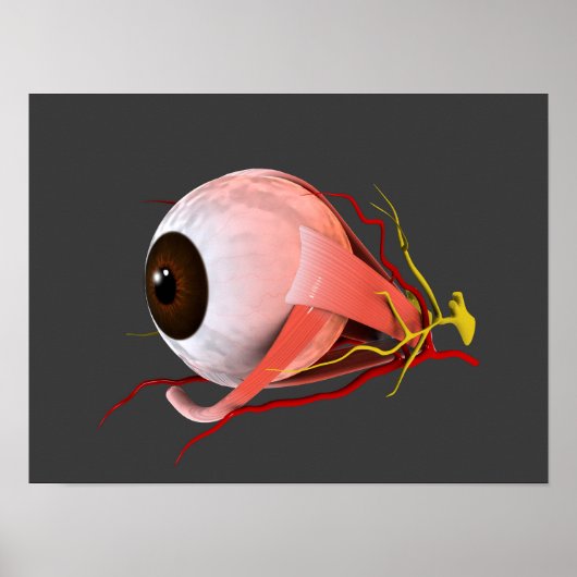 Poster Image Conceptuelle De L'Anatomie Des Yeux Humains  (Devant)
