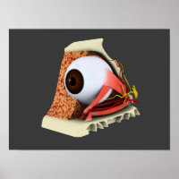 Image Conceptuelle De L'Anatomie Des Yeux Humains