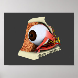Poster Image Conceptuelle De L'Anatomie Des Yeux Humains
