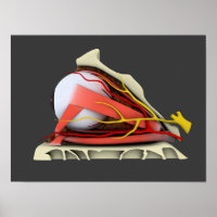 Image Conceptuelle De L'Anatomie Des Yeux Humains 