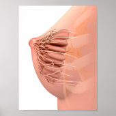 Poster Image Conceptuelle De L'Anatomie Du Sein Féminin 2 (Devant)