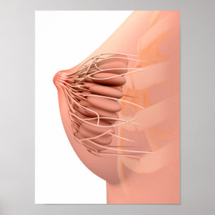 Poster Image Conceptuelle De L'Anatomie Du Sein Féminin 2