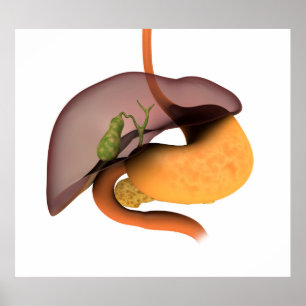 Poster Image conceptuelle de l'appareil digestif humain 1