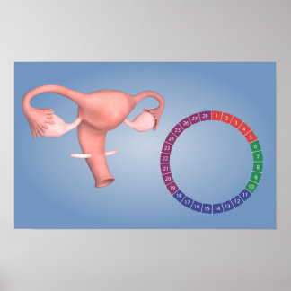 Poster Image Conceptuelle De L'Organe De Reproduction Fém