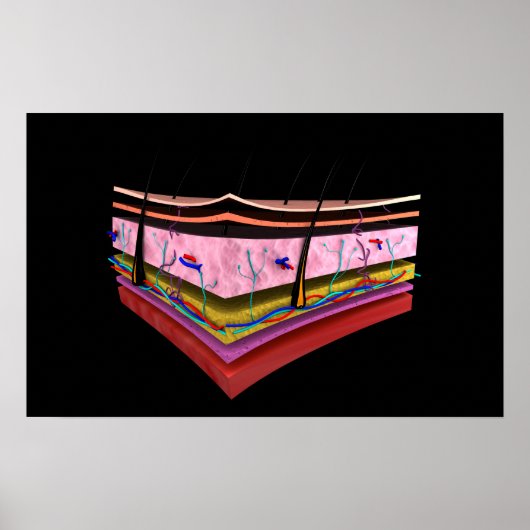 Poster Image Conceptuelle Des Couches De La Peau Humaine  (Devant)