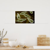 Poster Image Conceptuelle D'Eugléna 3 (Cuisine)