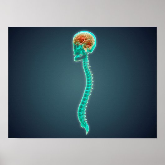Poster Image Conceptuelle Du Cerveau, Du Crâne Et De La S (Devant)