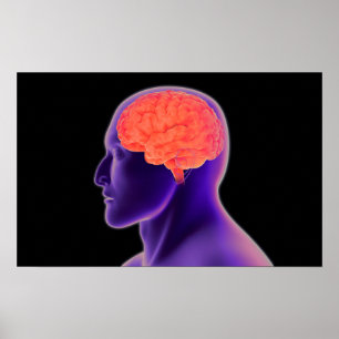 Poster Image Conceptuelle Du Cerveau Humain 1