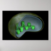 Poster Image Conceptuelle Du Chloroplaste 1 (Devant)