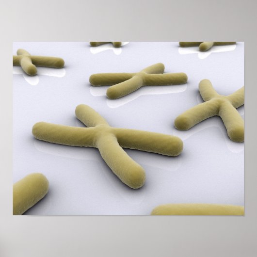 Poster Image Conceptuelle Du Chromosome 1 (Devant)