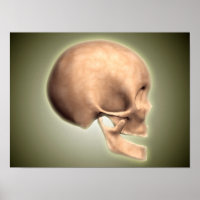 Image Conceptuelle Du Crâne Humain, Vue De Côté