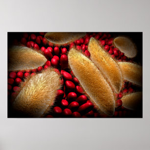 Poster Image Conceptuelle Du Paramecium 1