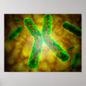 Poster Image Conceptuelle D'Une Telomère (Devant)