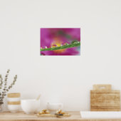 Poster Image d'asters formés dans des gouttelettes d'eau (Cuisine)