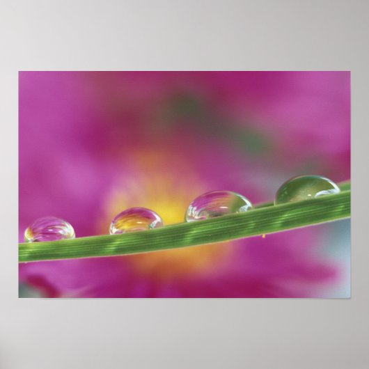 Poster Image d'asters formés dans des gouttelettes d'eau (Devant)