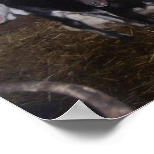 POSTER IMAGE DE CHÈVRE TRÈS JOLIE. (Coin)