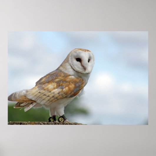 Poster image de hibou (Devant)