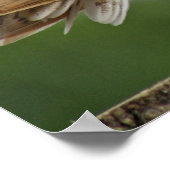 Poster image de hibou (Coin)