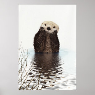 Poster Image de la faune de Cute Otter