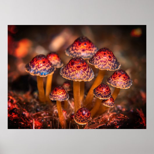Poster Image de petits champignons sauvages sur le mur du (Devant)