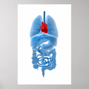 Poster Image de rayon X des organes internes avec le